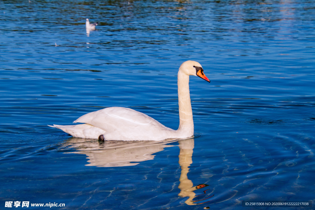 白天鹅空山鸟语图片