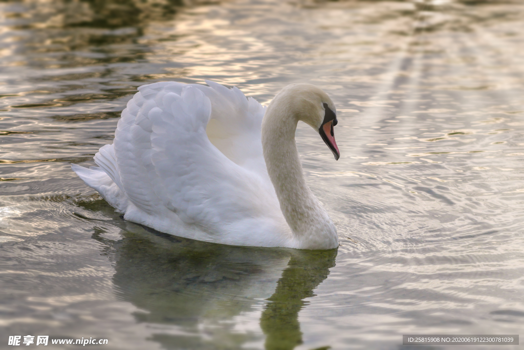 白天鹅空山鸟语图片