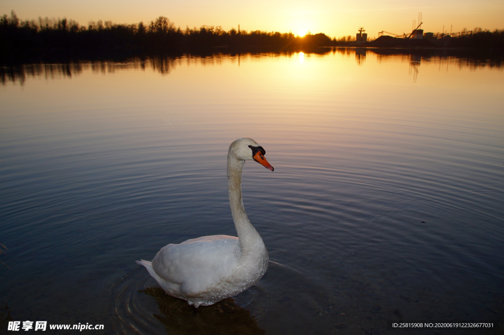 白天鹅空山鸟语图片