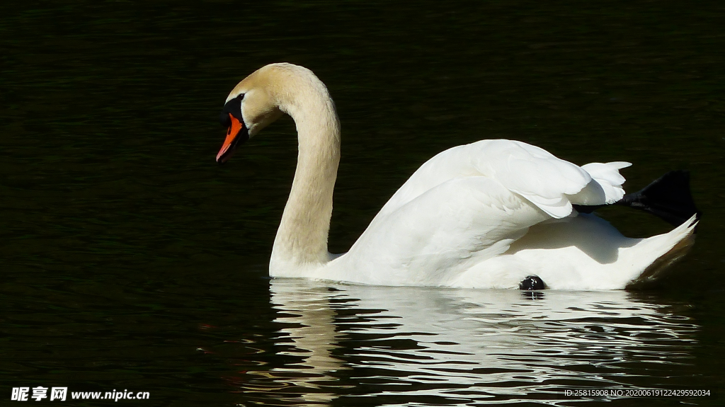 白天鹅空山鸟语图片