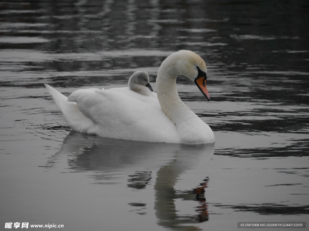 白天鹅空山鸟语图片