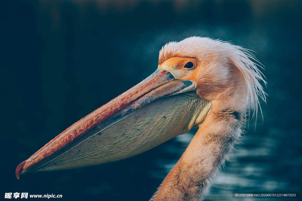 鹈鹕空山鸟语图片