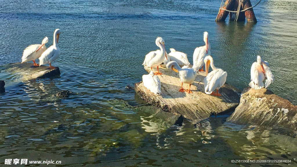 鹈鹕空山鸟语图片