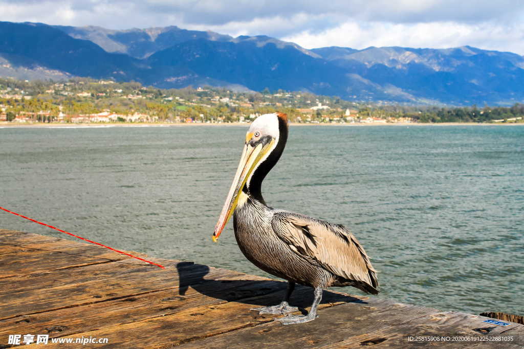 鹈鹕空山鸟语图片