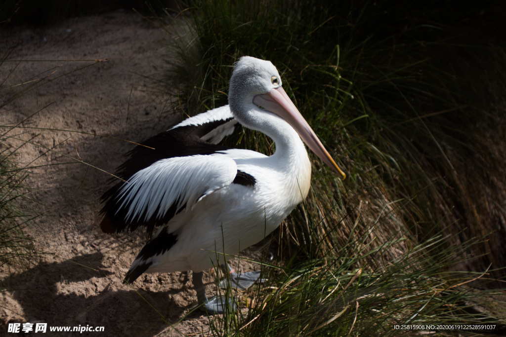 鹈鹕空山鸟语图片