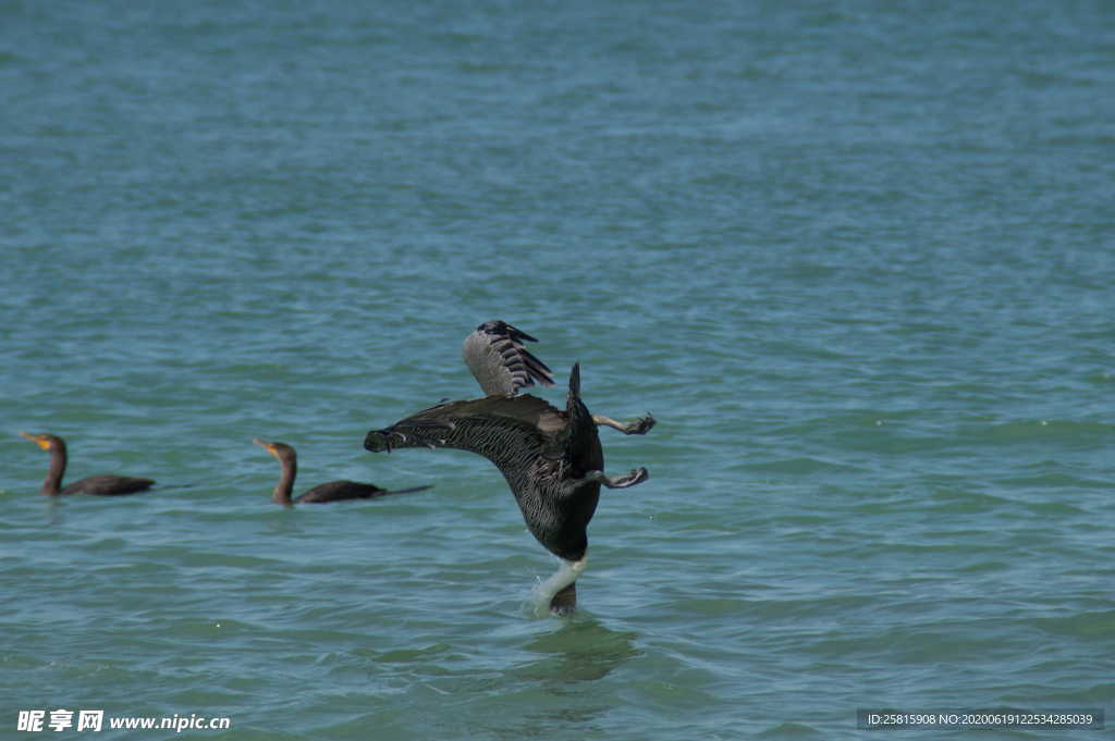 鹈鹕空山鸟语图片