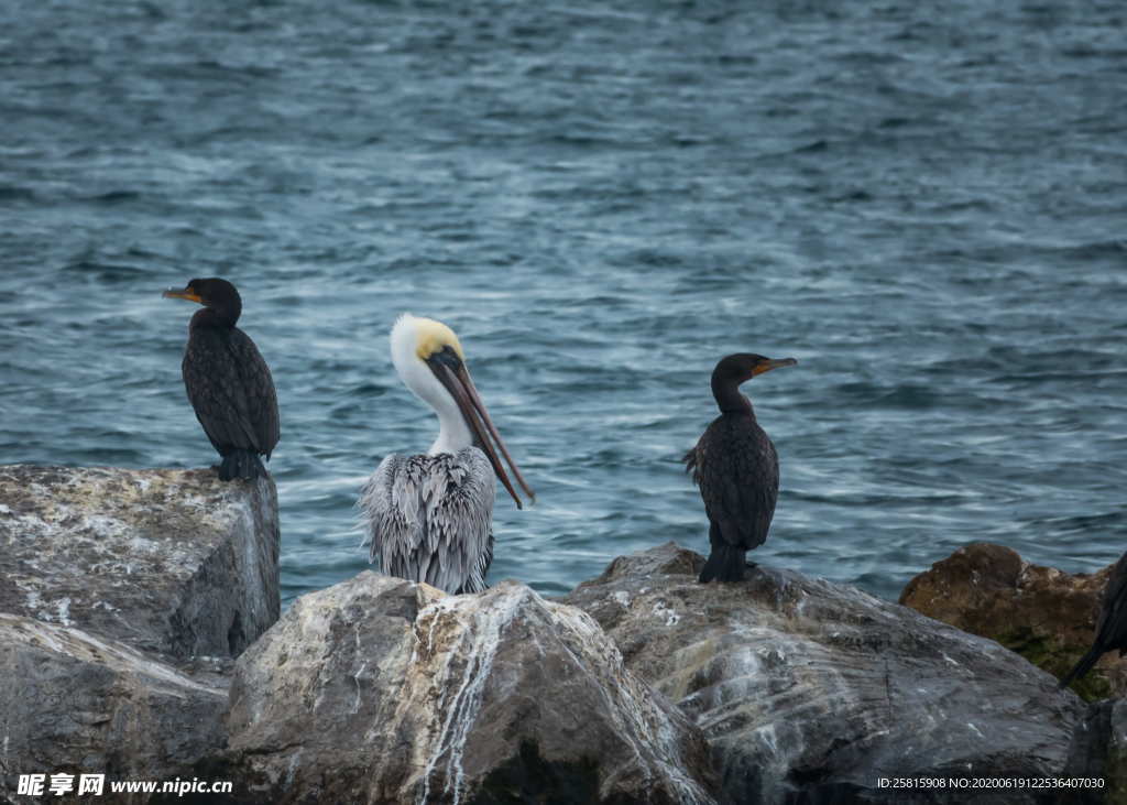 鹈鹕空山鸟语图片