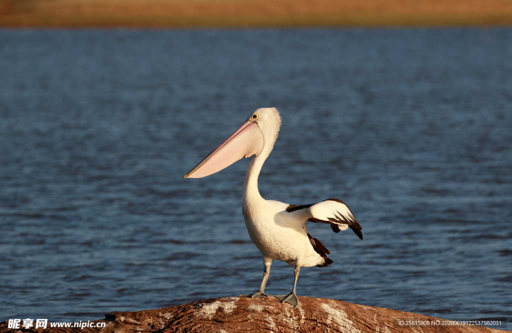 鹈鹕空山鸟语图片