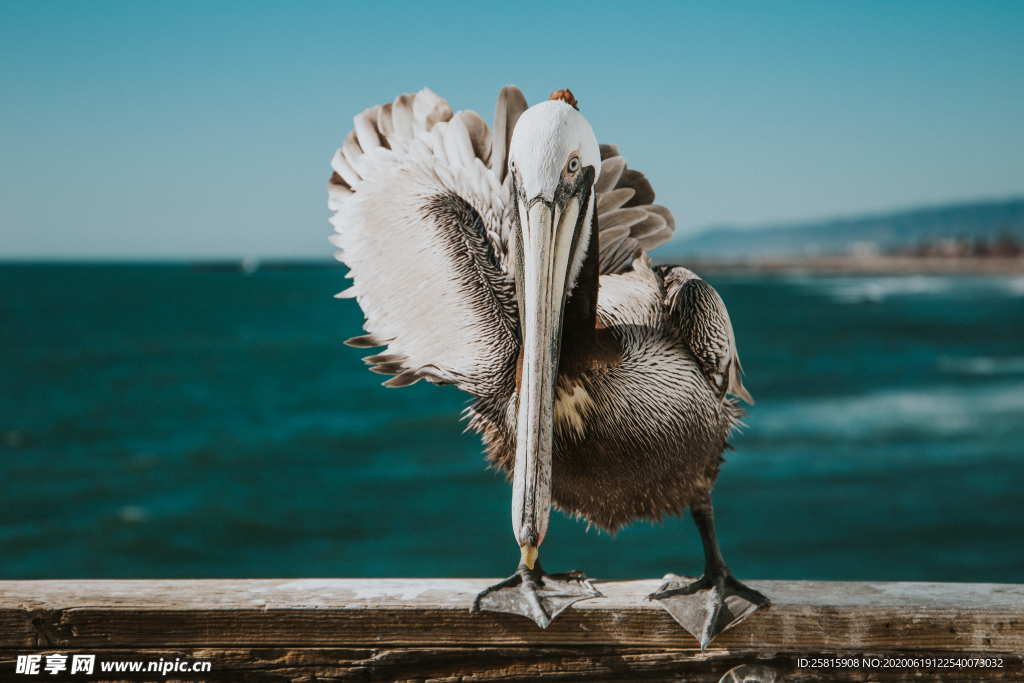 鹈鹕空山鸟语图片