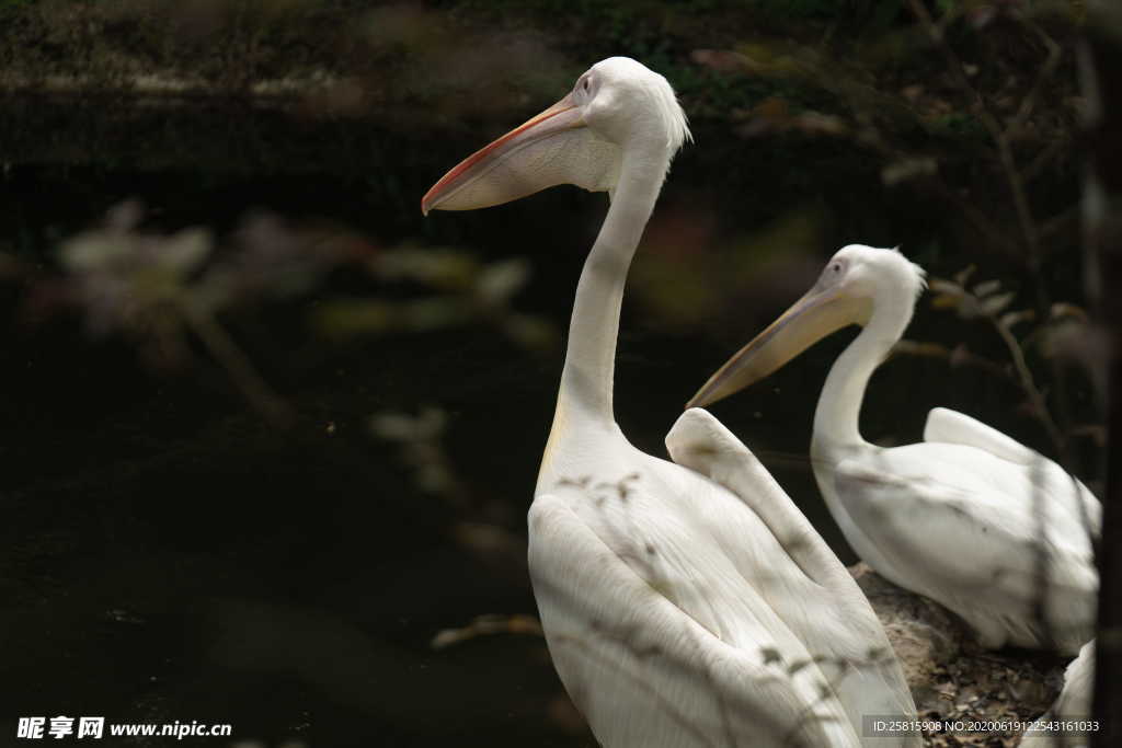 鹈鹕空山鸟语图片
