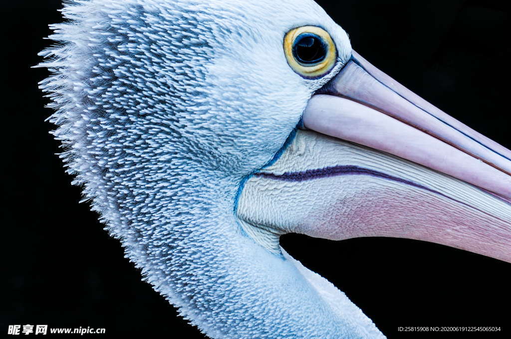 鹈鹕空山鸟语图片