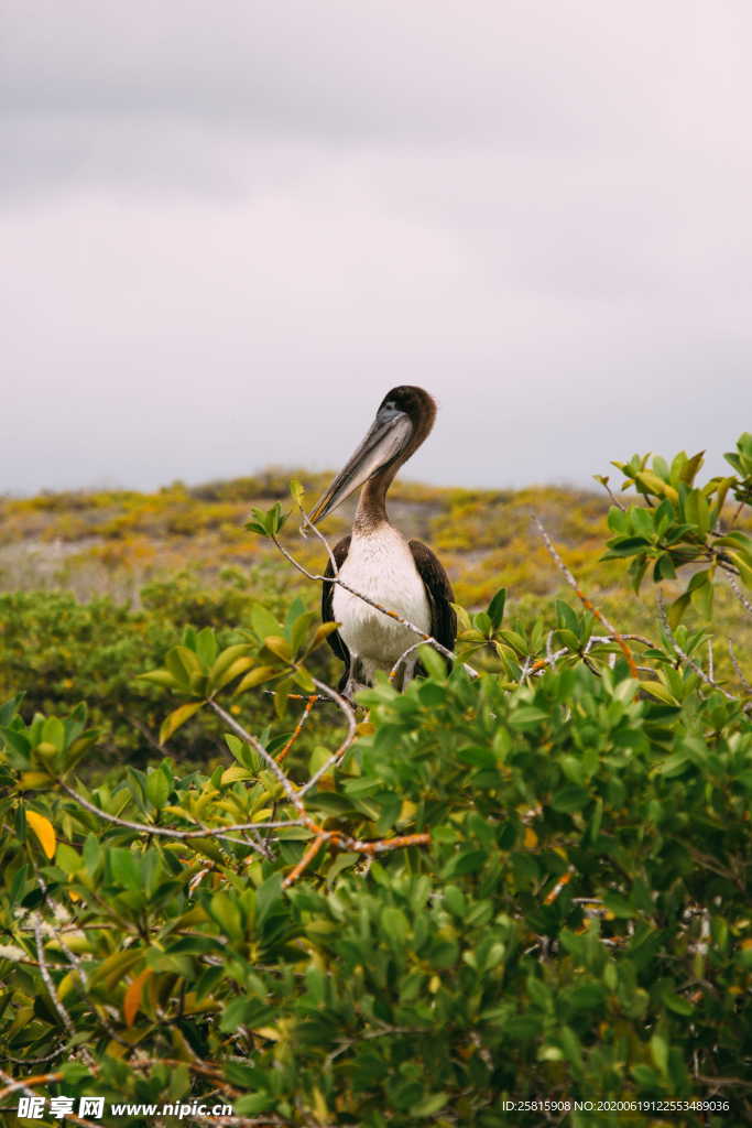 鹈鹕空山鸟语图片