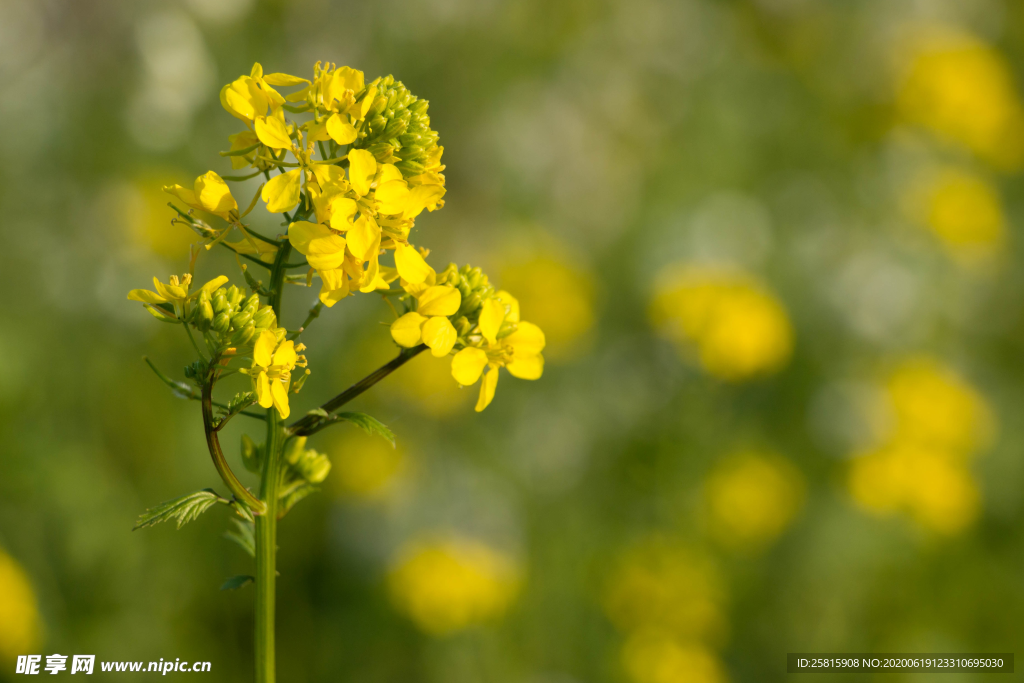 油菜花菜籽花图片