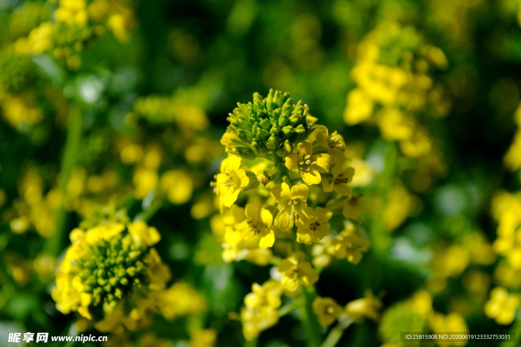油菜花菜籽花图片