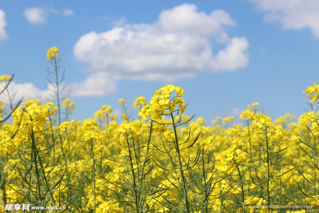 油菜花菜籽花图片