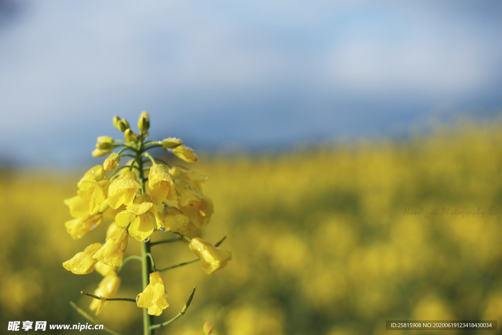 油菜花菜籽花图片