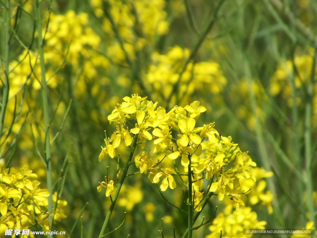 油菜花菜籽花图片