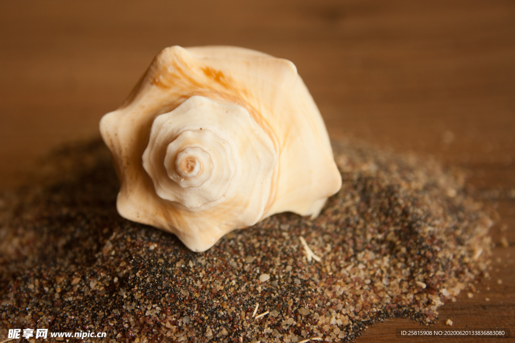 海螺贝壳唯美图片