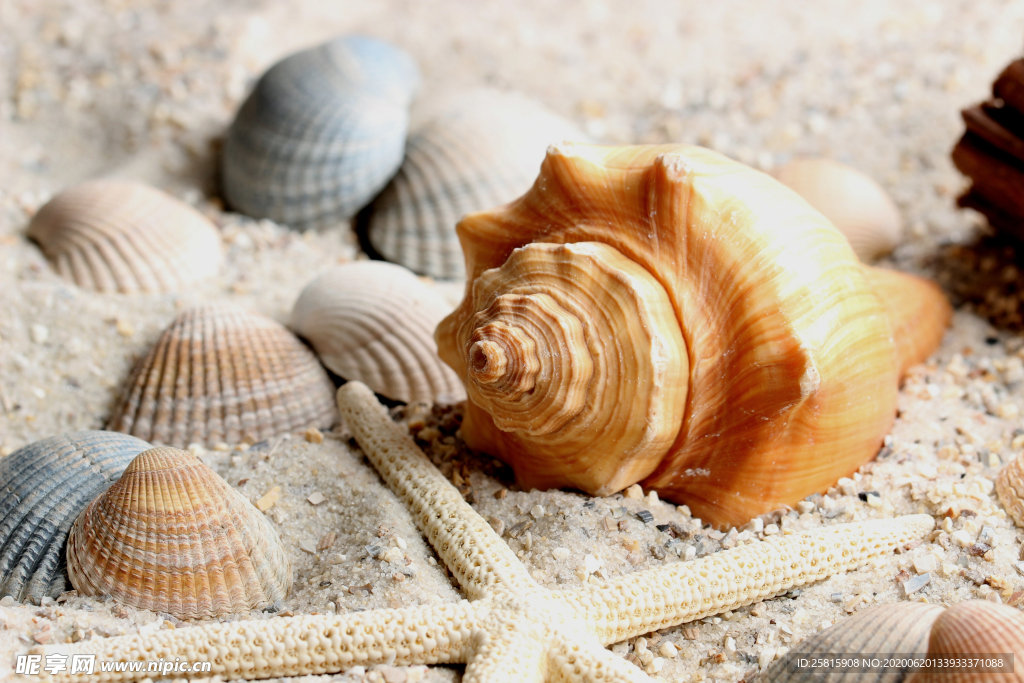 海螺贝壳唯美图片