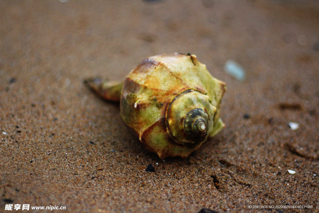 海螺贝壳唯美图片