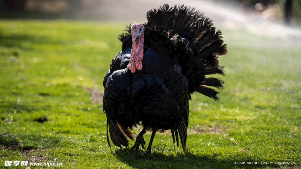 火鸡空山鸟语图片