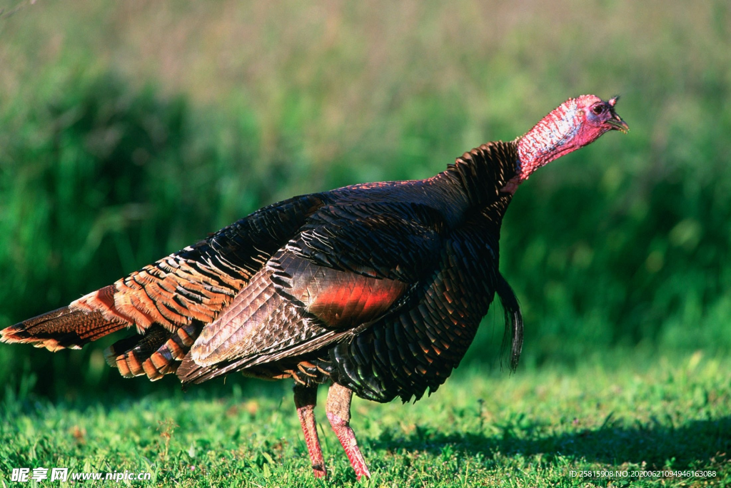 火鸡空山鸟语图片