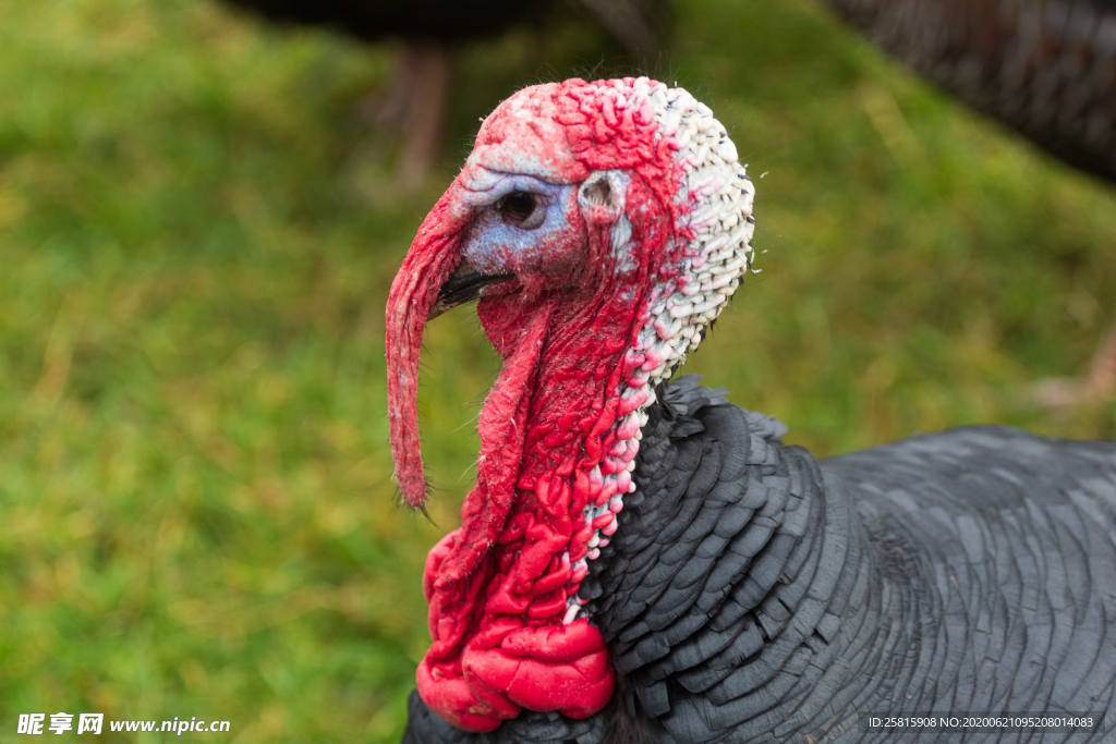 火鸡空山鸟语图片