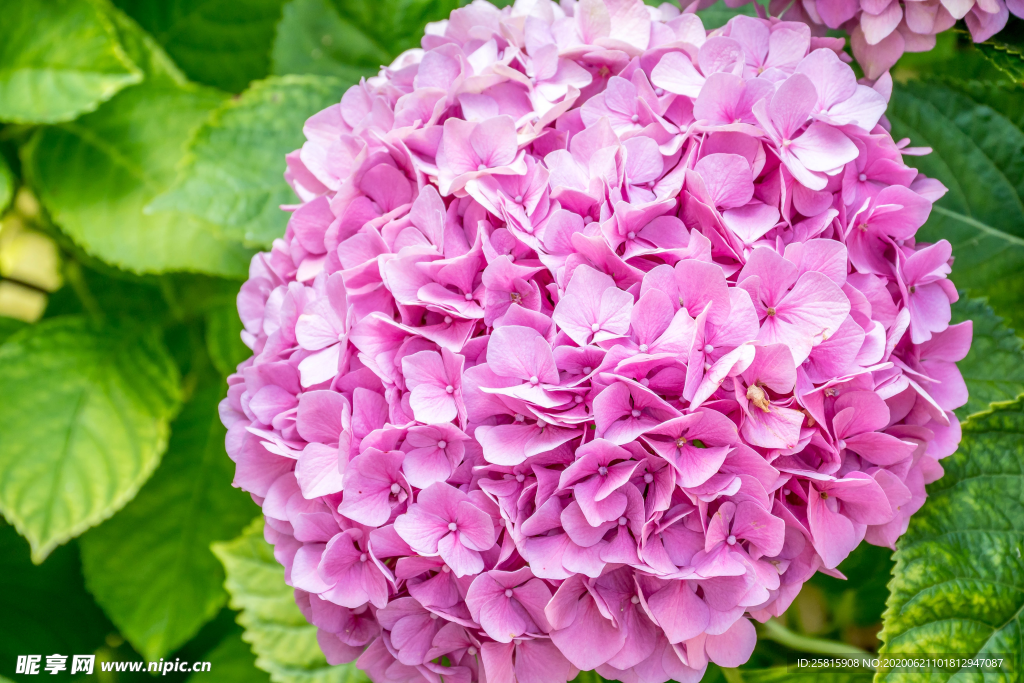 绣球花八仙花清新图片