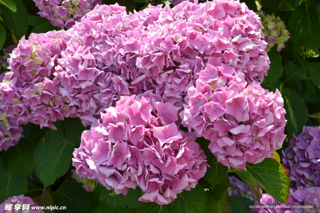 绣球花八仙花清新图片