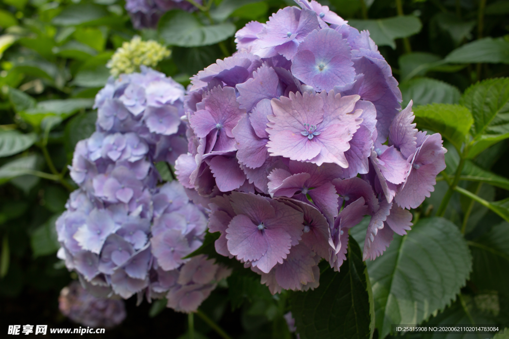 绣球花八仙花清新图片