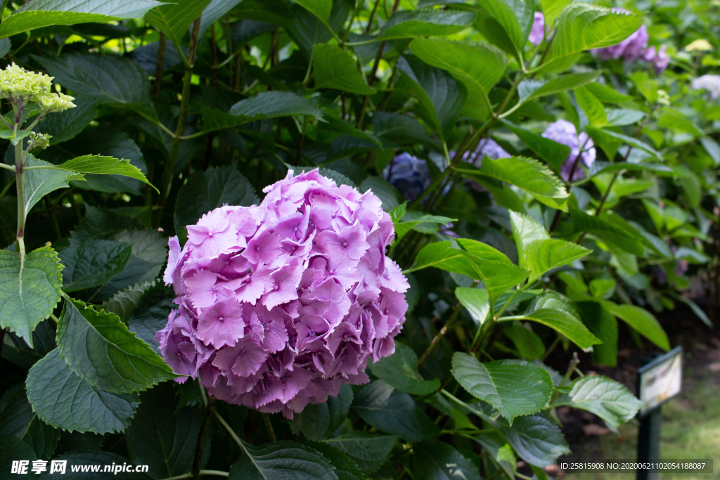 绣球花八仙花清新图片