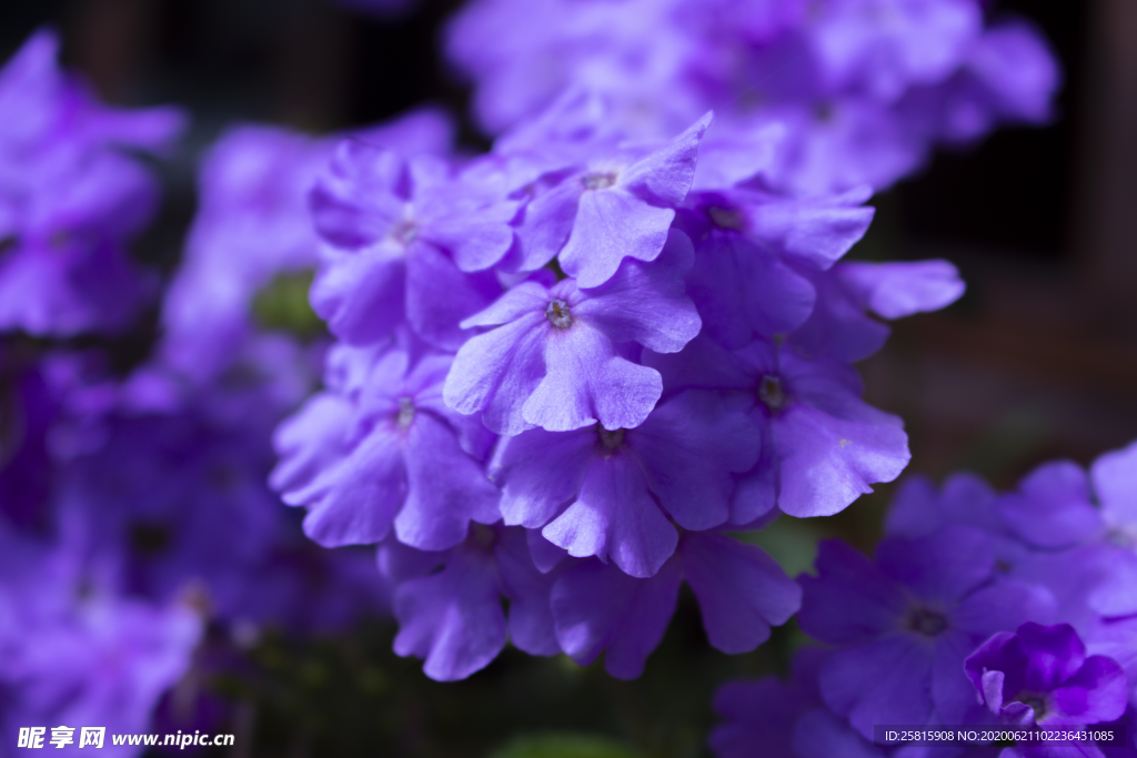 绣球花八仙花清新图片