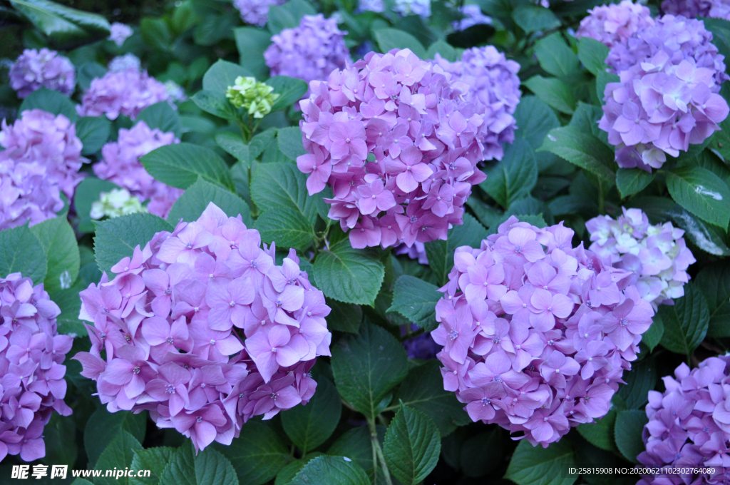 绣球花八仙花清新图片