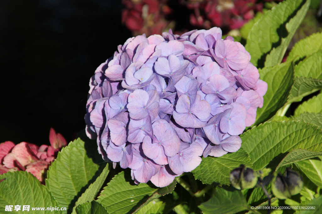 绣球花八仙花清新图片