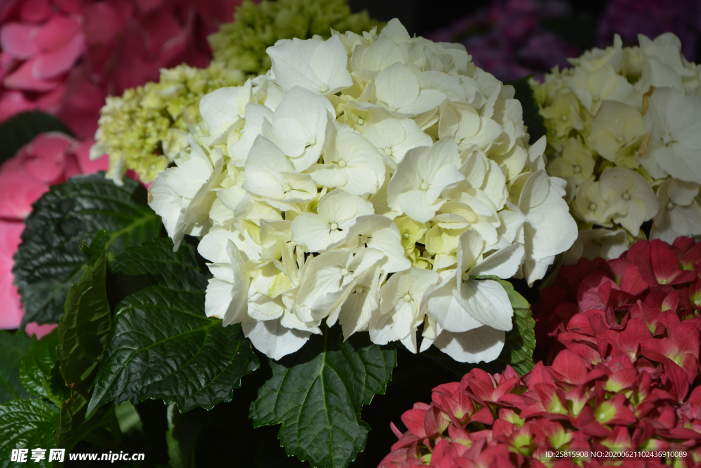 绣球花八仙花清新图片