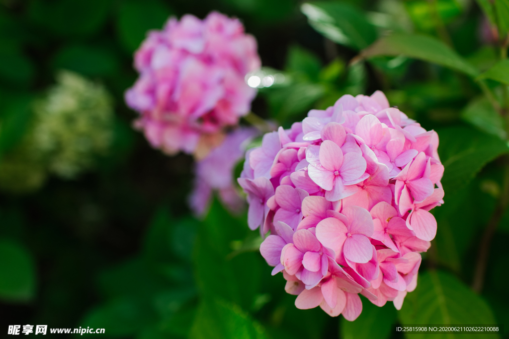 绣球花八仙花清新图片
