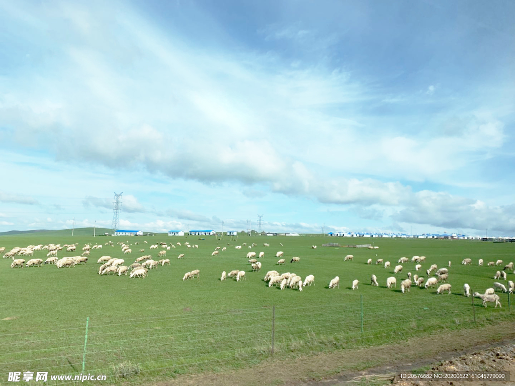 内蒙草原羊群