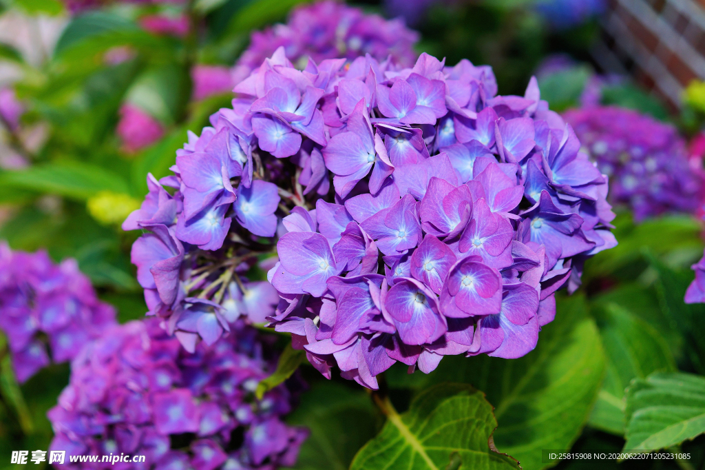绣球花八仙花清新图片
