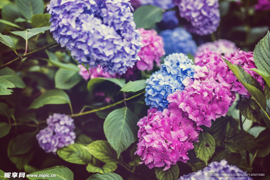 绣球花八仙花清新图片