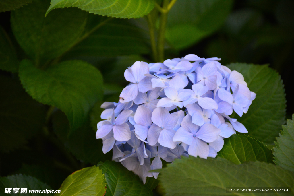 绣球花八仙花清新图片