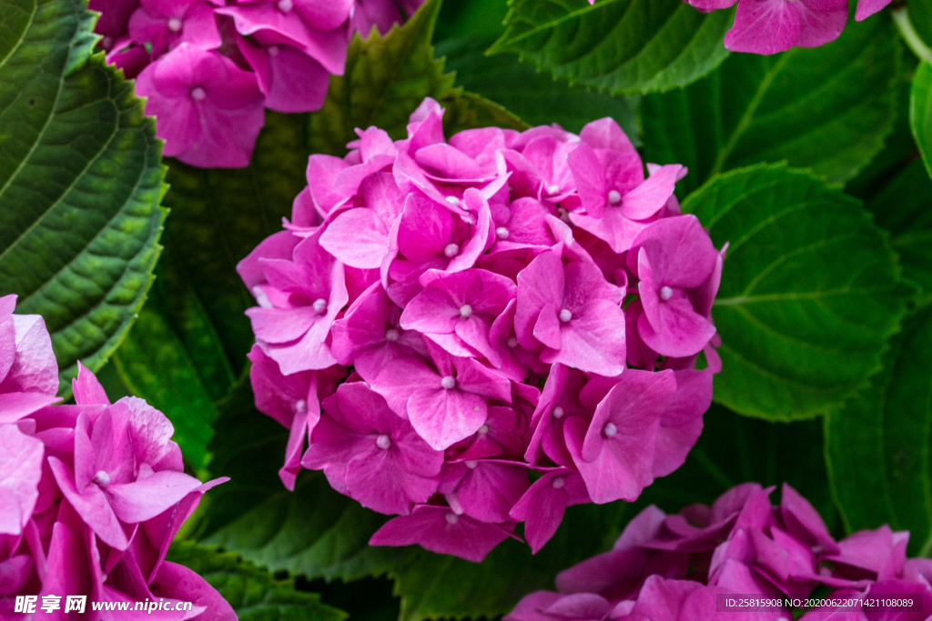 绣球花八仙花清新图片