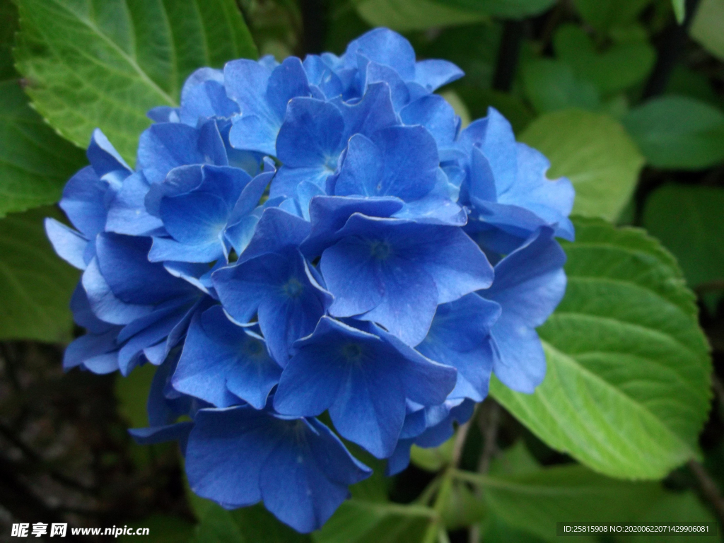 绣球花八仙花清新图片