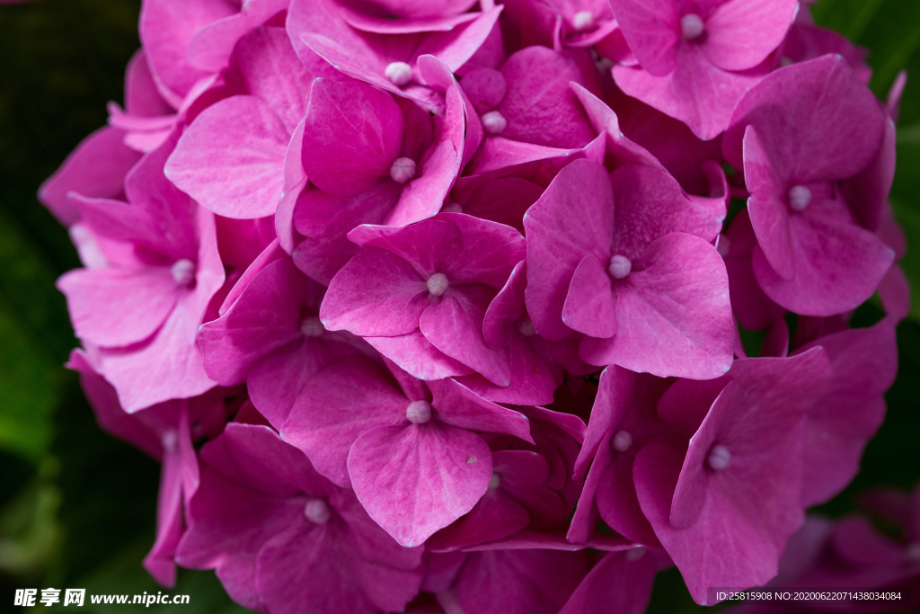 绣球花八仙花清新图片