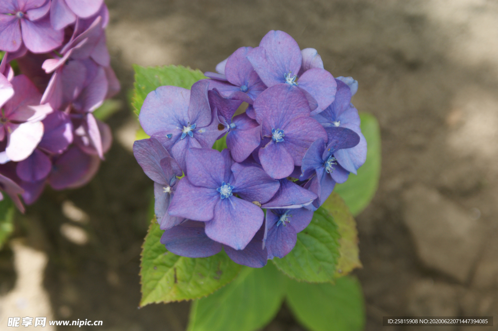 绣球花八仙花清新图片