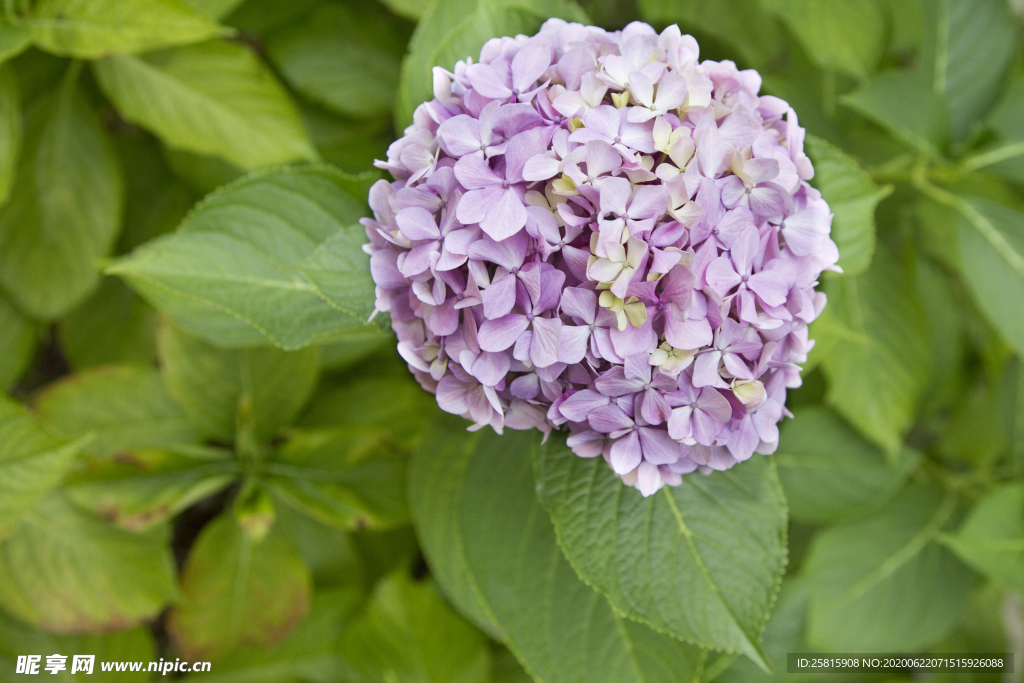 绣球花八仙花清新图片