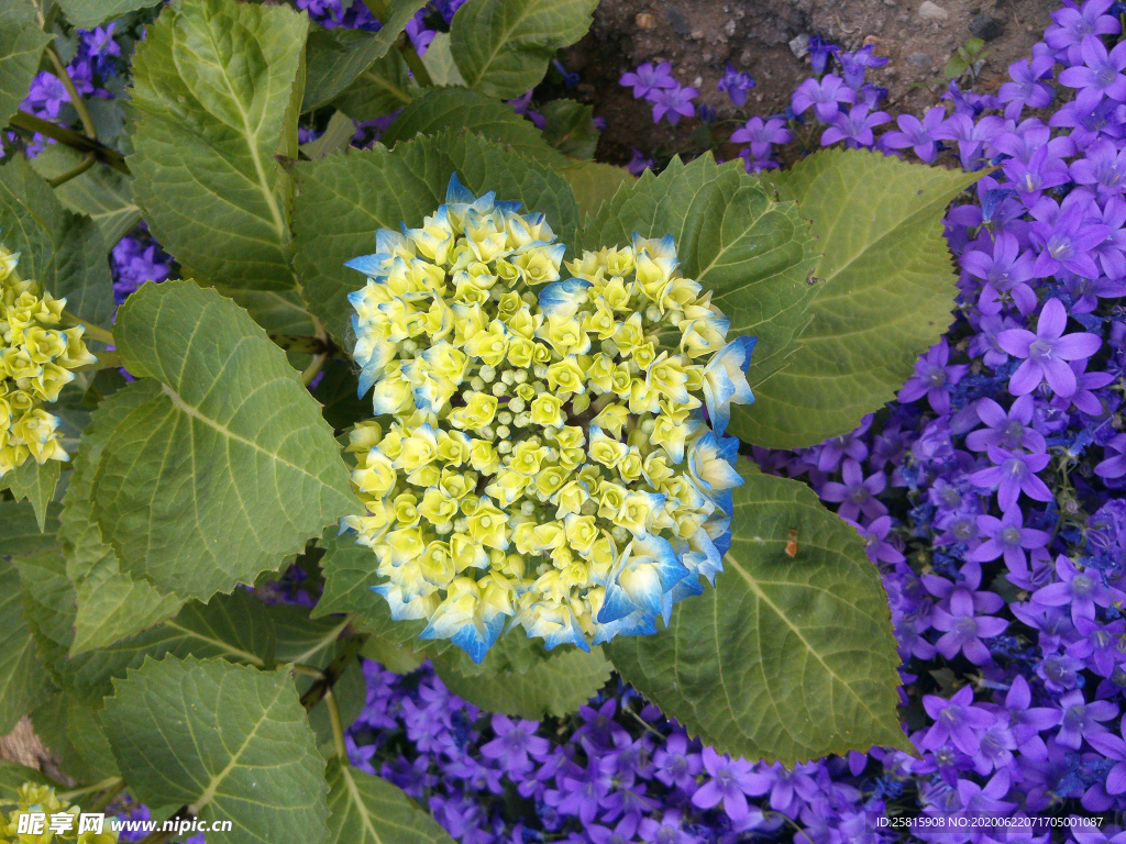 绣球花八仙花清新图片
