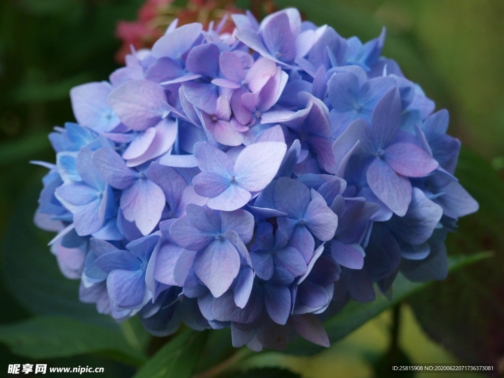 绣球花八仙花清新图片