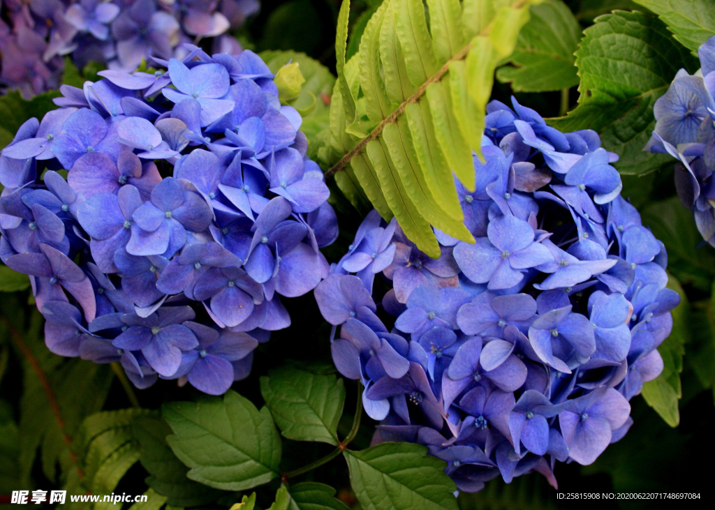 绣球花八仙花清新图片