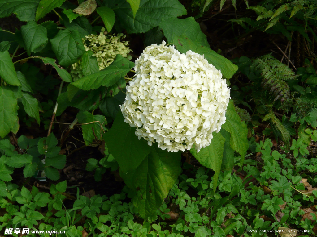 绣球花八仙花清新图片