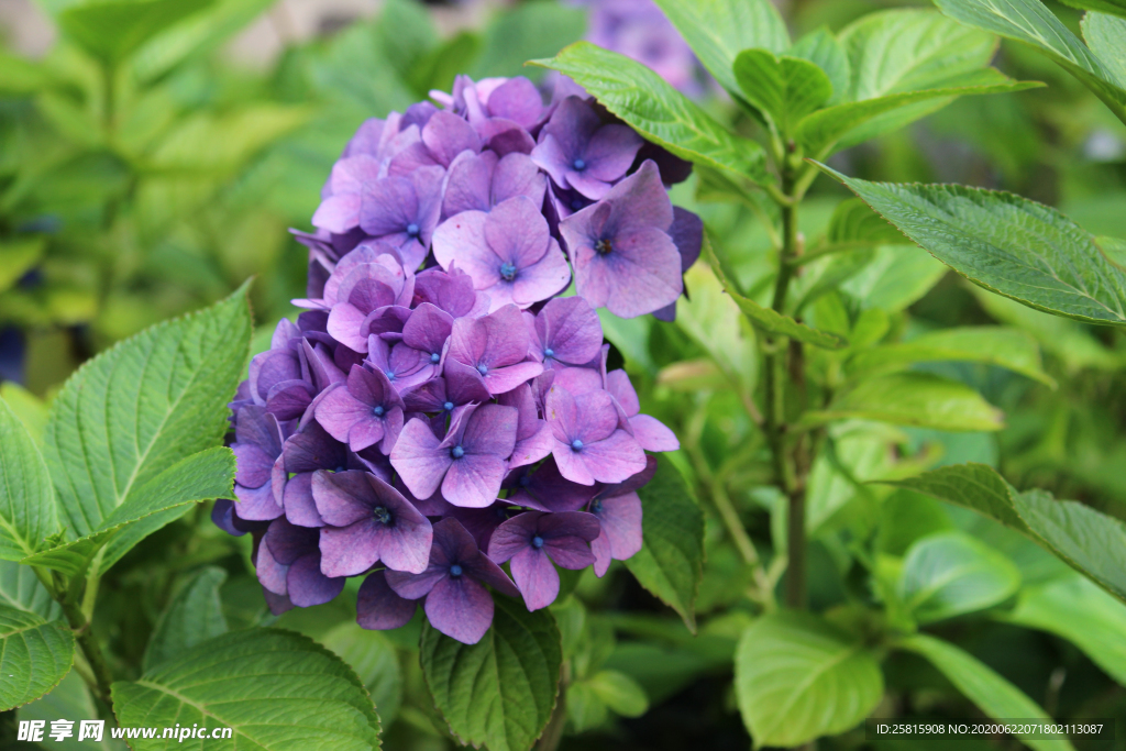 绣球花八仙花清新图片